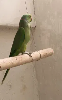 ملنگو نر بالغ
