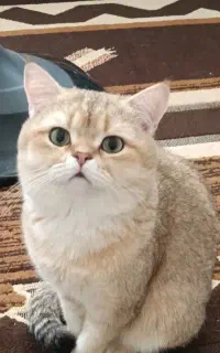 بریتیش  نر و ماده