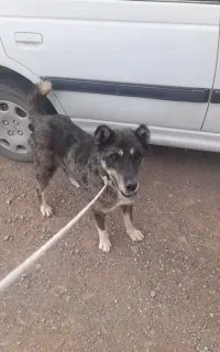 سگ افغان یک میلیون در روستایی سعدی کرمان