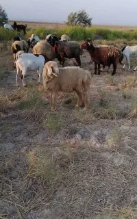 بره نر