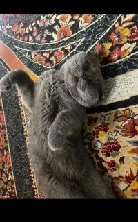 گربه اسکاتیش نرواسه نسل گیری