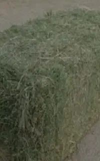 پرس یونجه