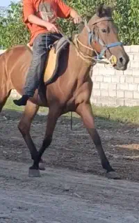 مادیان یورقع مادر زاد