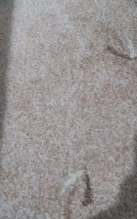 فروش موکت