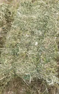 یونجه چین دوم