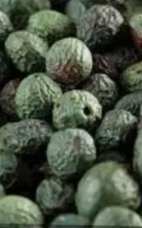 بنه به صورت تناژ و بالا ترین قیمت