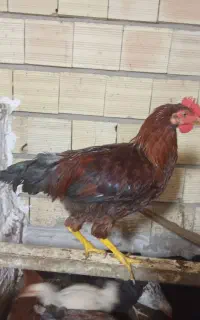 مرغ‌وخروس‌هردو۱۳۰۰