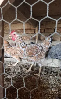 مرغ محلی و شاخدار