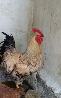 خروس بومی چاق و درشت