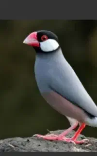 فنچ نرگسی