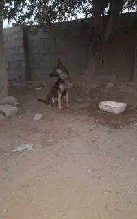 سگ ژرمن ۹ماهه