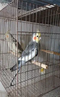 پرنده