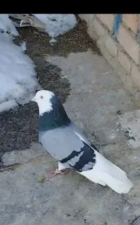 شازده سبز