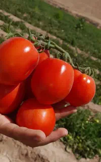 گوجه فرنگی