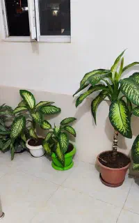 فروش گل