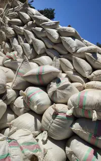 فروش جاشیر سبز کوهی