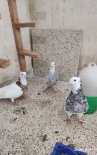 کبوتر طوقی کلی
