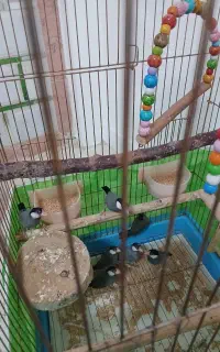 فنچ نرگسی