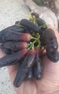 پیوند درختان