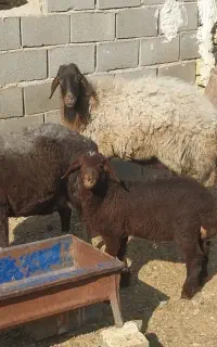 میش وبره چاق