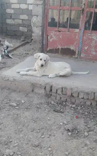 توله پژدر  ۸۰روزه از بهترین نسل
