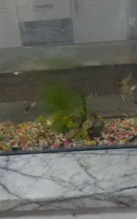 آکواریوم با ماهی