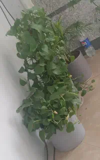 فروش گل با گلدان