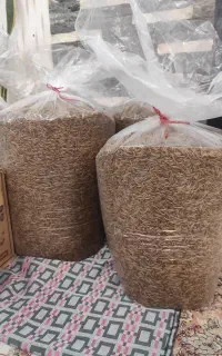 میلورم عمده و بسته بندی