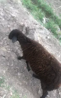 گوسفند