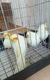 چهار جوجه عروس هلندی درجه یک