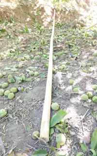 گردوتکانی روزانه‌ قمتراتی