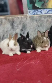 بچه خرگوش