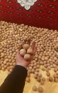 گردو