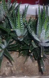 کاکتوس هاورتیا