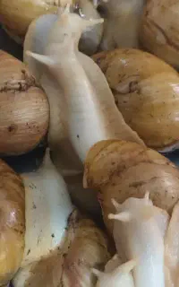 حلزون تخم گزار به شرط زیر قیمت