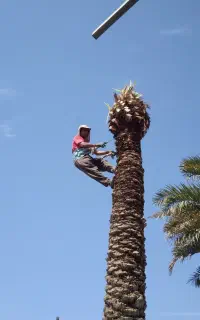 بریدن نخل قطع نخل حرس درخت هرس سمپاشی