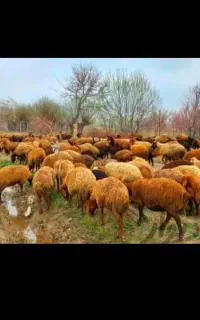 کسی قصاب خوب  خواست  درخدمت هستم