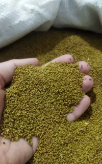 تخم یونجه یابذر یونجه بذر لوبیا چیتی پاکوتاه