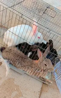 خرگوش ناز نر وماده