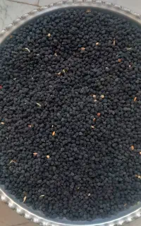 نخود سیاه