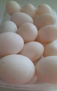 تخم اردک نطفه دار