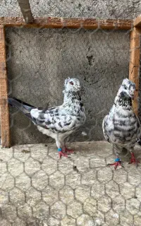 جفت کبوتر پرشی