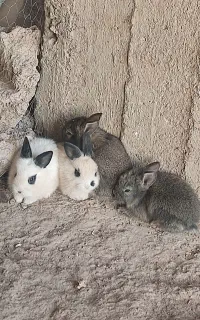 بچه خرگوش