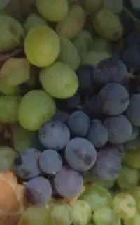 انگور
