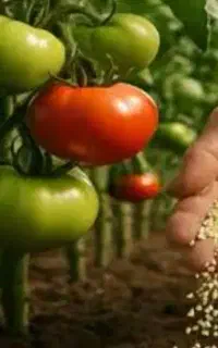 فروش انواع کود کشاورزی