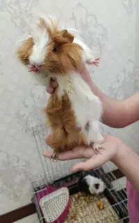 خوکچه هندی اصیل نروماده