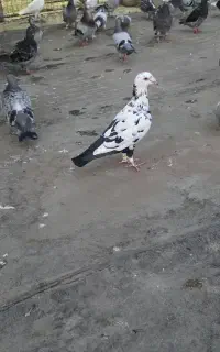 کبوتر .کفتر چیل . نر و ماده