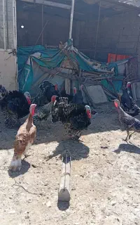 مرغ و خروس و بوقلمون و جوجه بوقلمون/ اردک/ بلدرچین