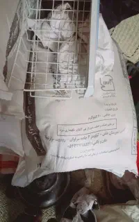 آرد