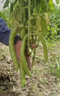 باقلا